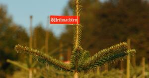 Bild vergr&ouml;&szlig;ern: Sammelstellen Tannenb&auml;ume